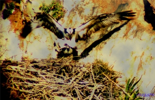 Parc National de Al Hoceima