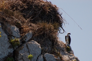 balbuzard prés du Nid NIBANI Houssine  AGIRS