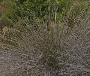 Le Jonc piquant (Juncus acutus) est une espèce de plante monocotylédone de la famille des Juncaceae