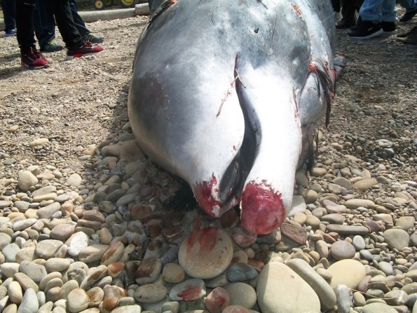 Baleine à Bec de Travers 1